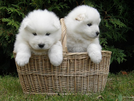 samoyed puppy